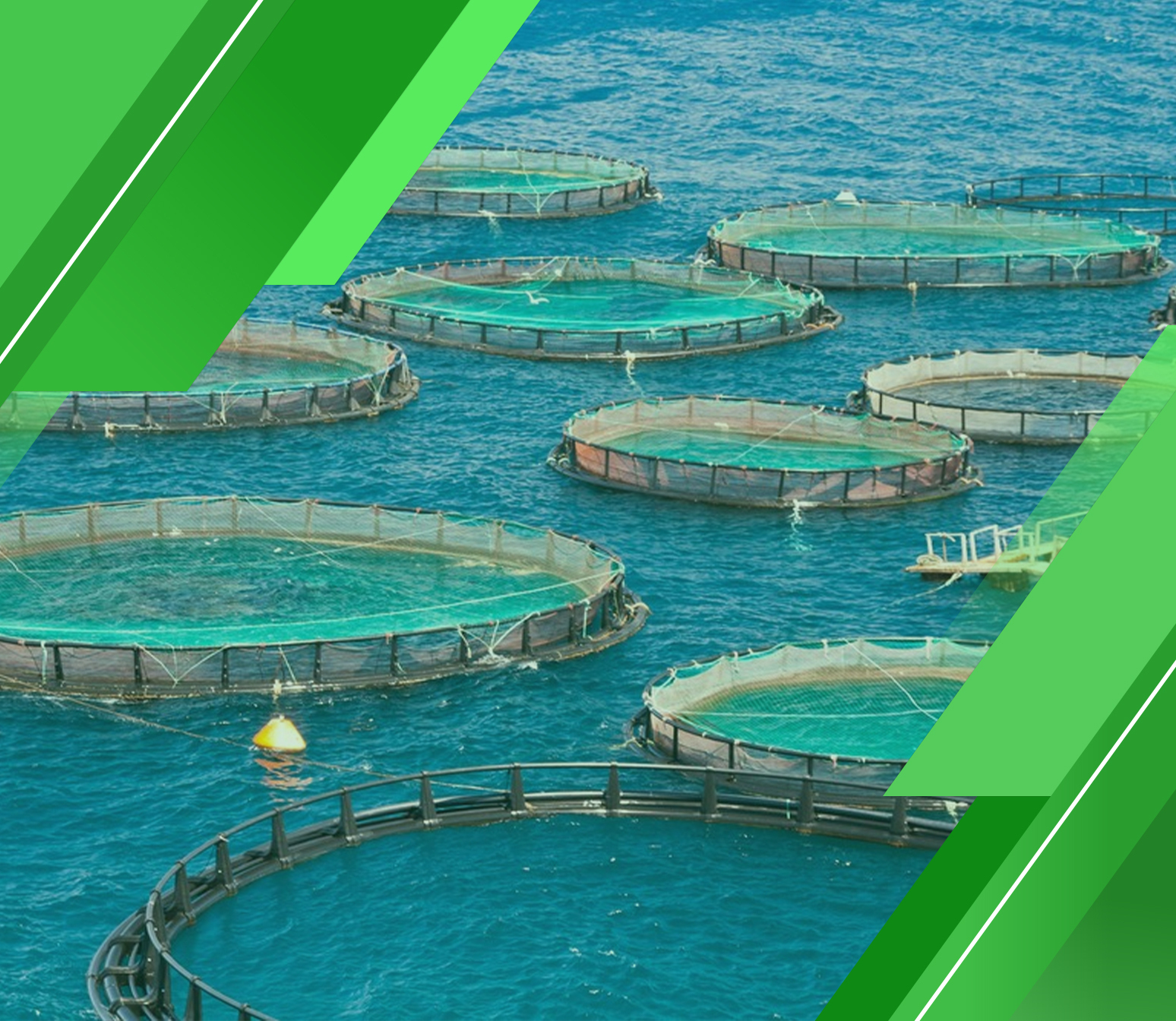 هل مشروع الاستزراع السمكي مشروع مربح؟