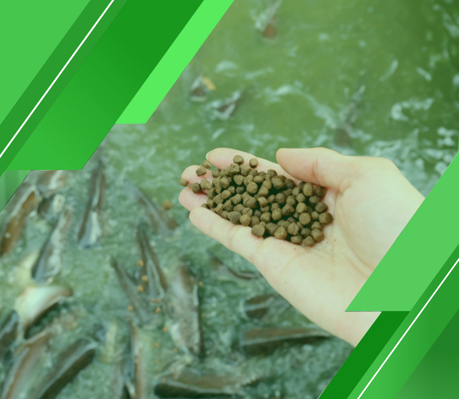 احصل على دراسة جدوى مصنع أعلاف الأسماك من شركة ” مدى ” الآن