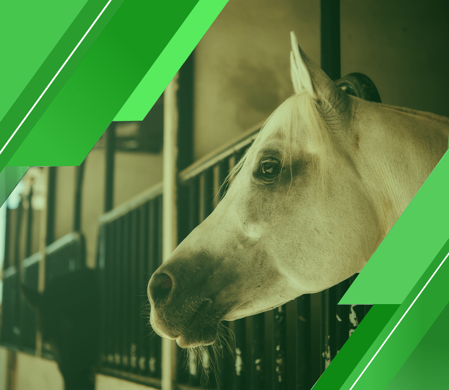 اطلب دراسة جدوى مشروع اسطبل خيول من شركة مدى