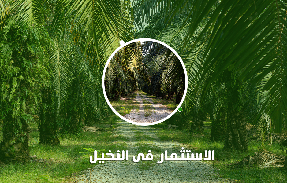 الاِستثمار في النخيل ما بين الخسارة و الربح مع فريق” مدى”