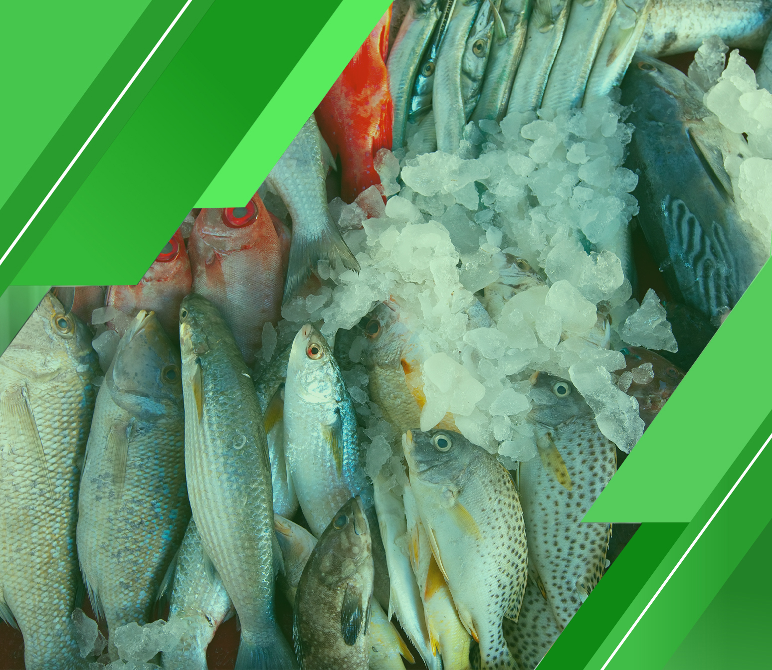 هل دراسة جدوى مشروع محل أسماك مربح؟ مدى ستجوب عليك