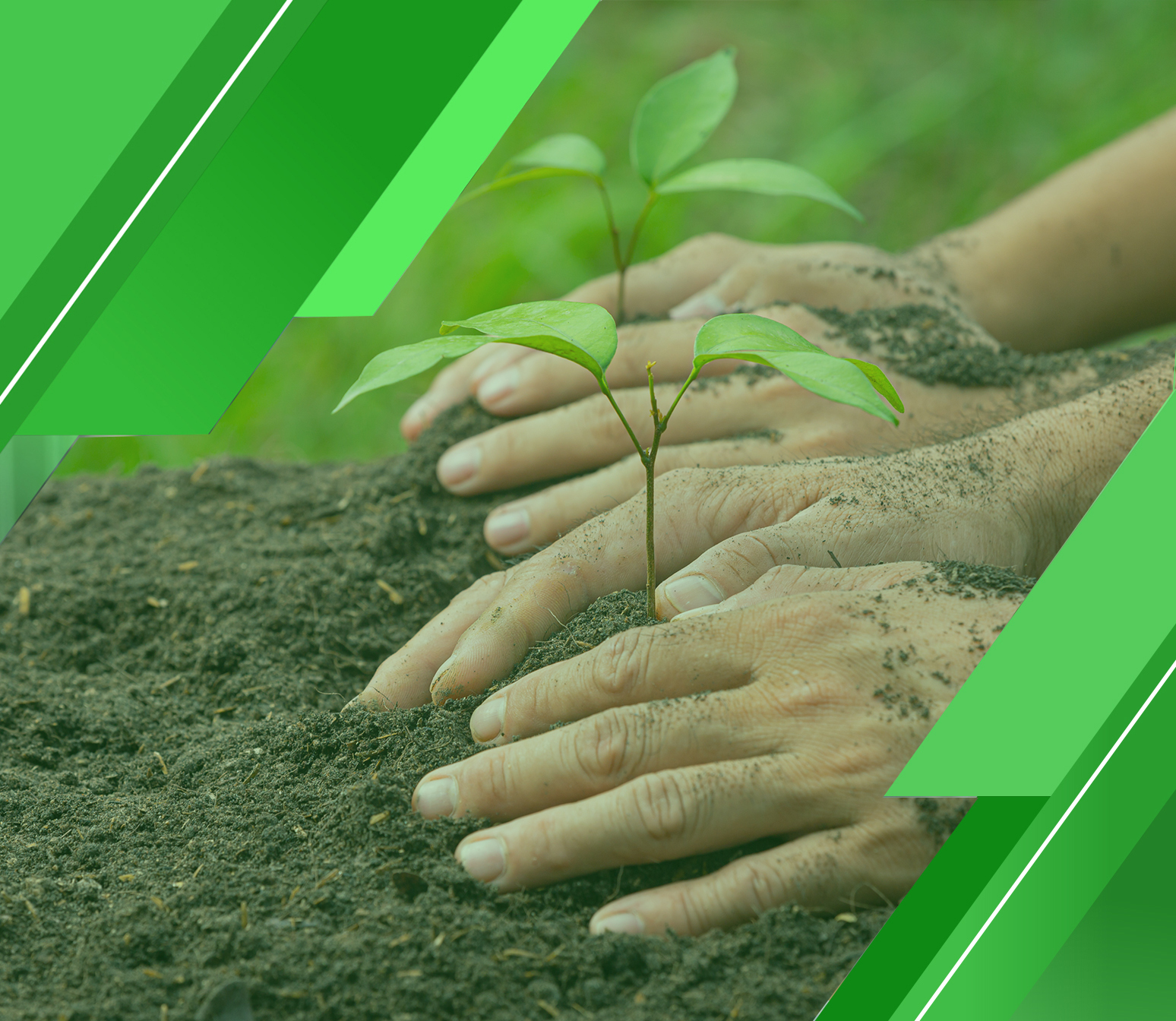 جدوى اقتصادية لمشروع زراعي لزراعة الخضار