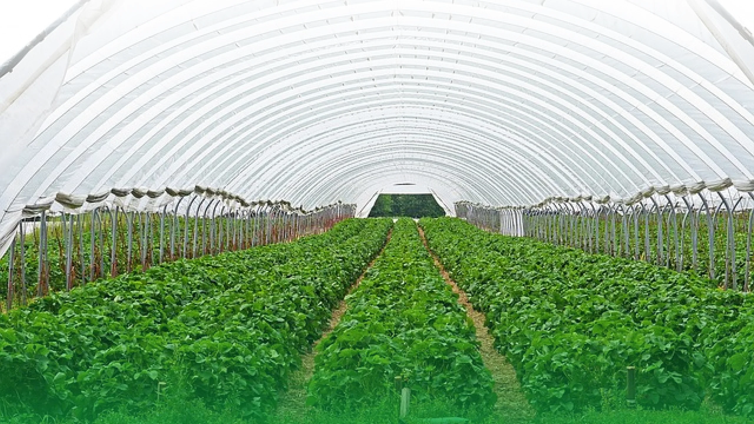 البيوت المحمية