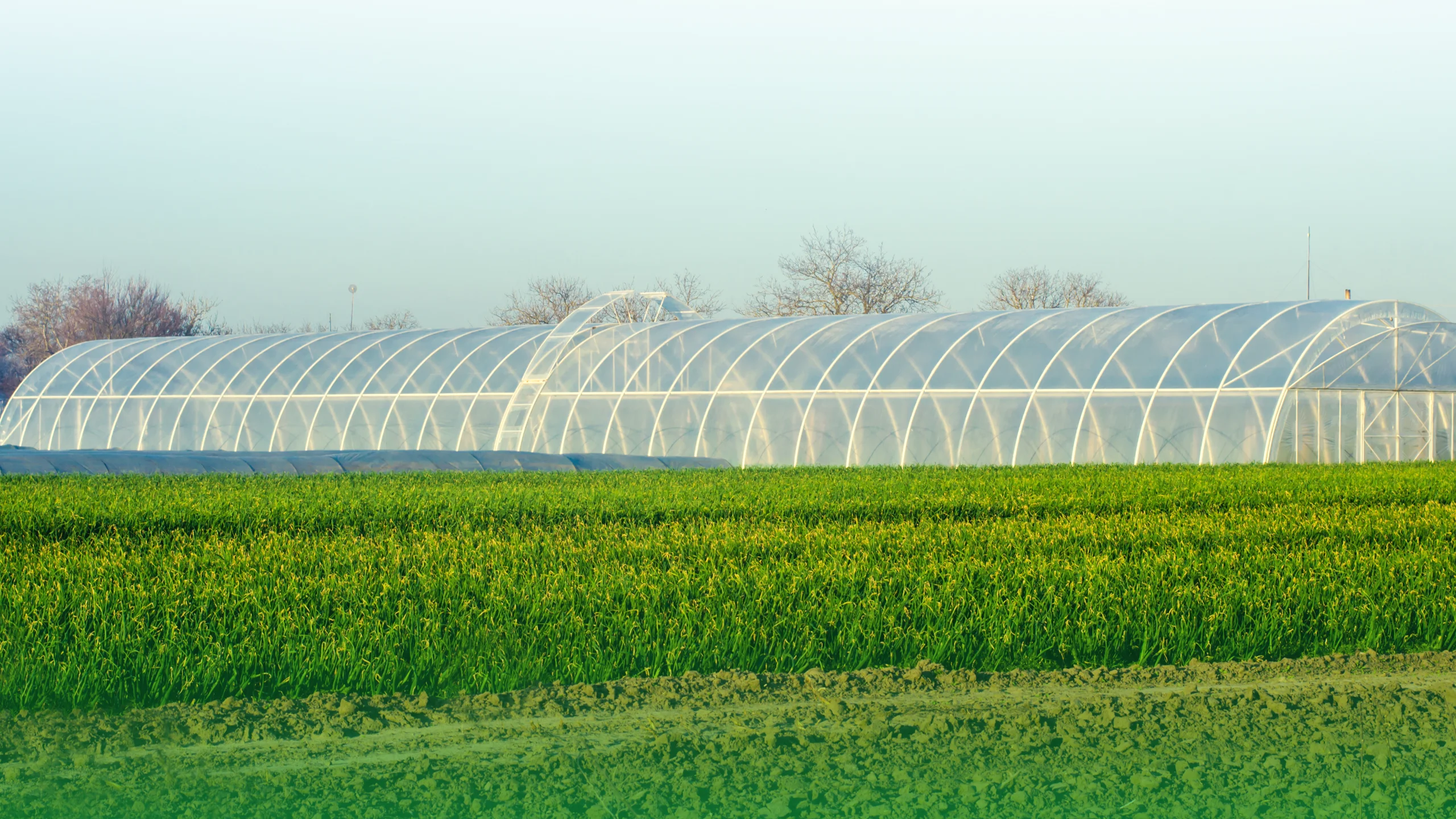 دراسة جدوى الصوب الزراعية pdf