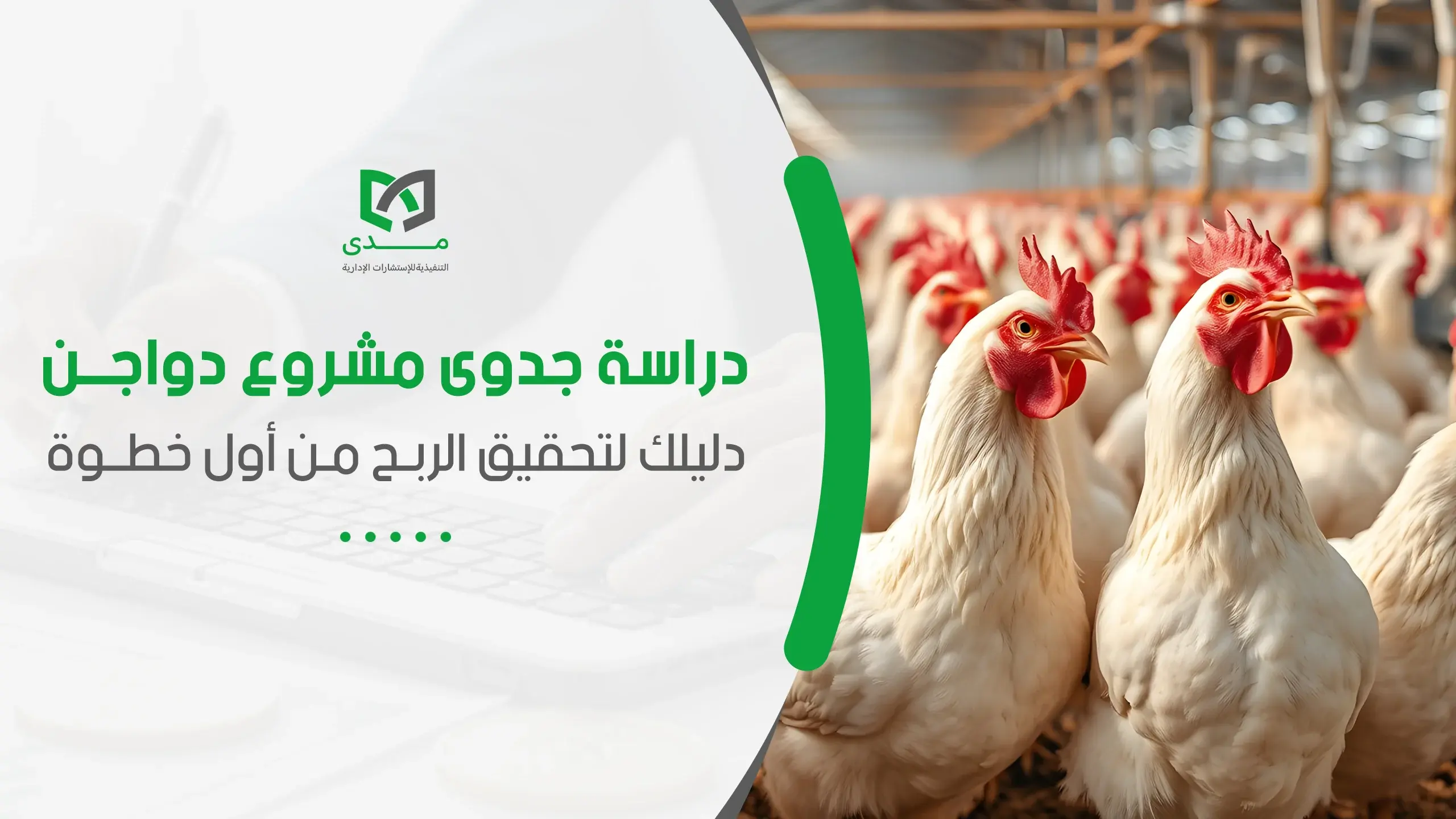 دراسة جدوى مشروع دواجن